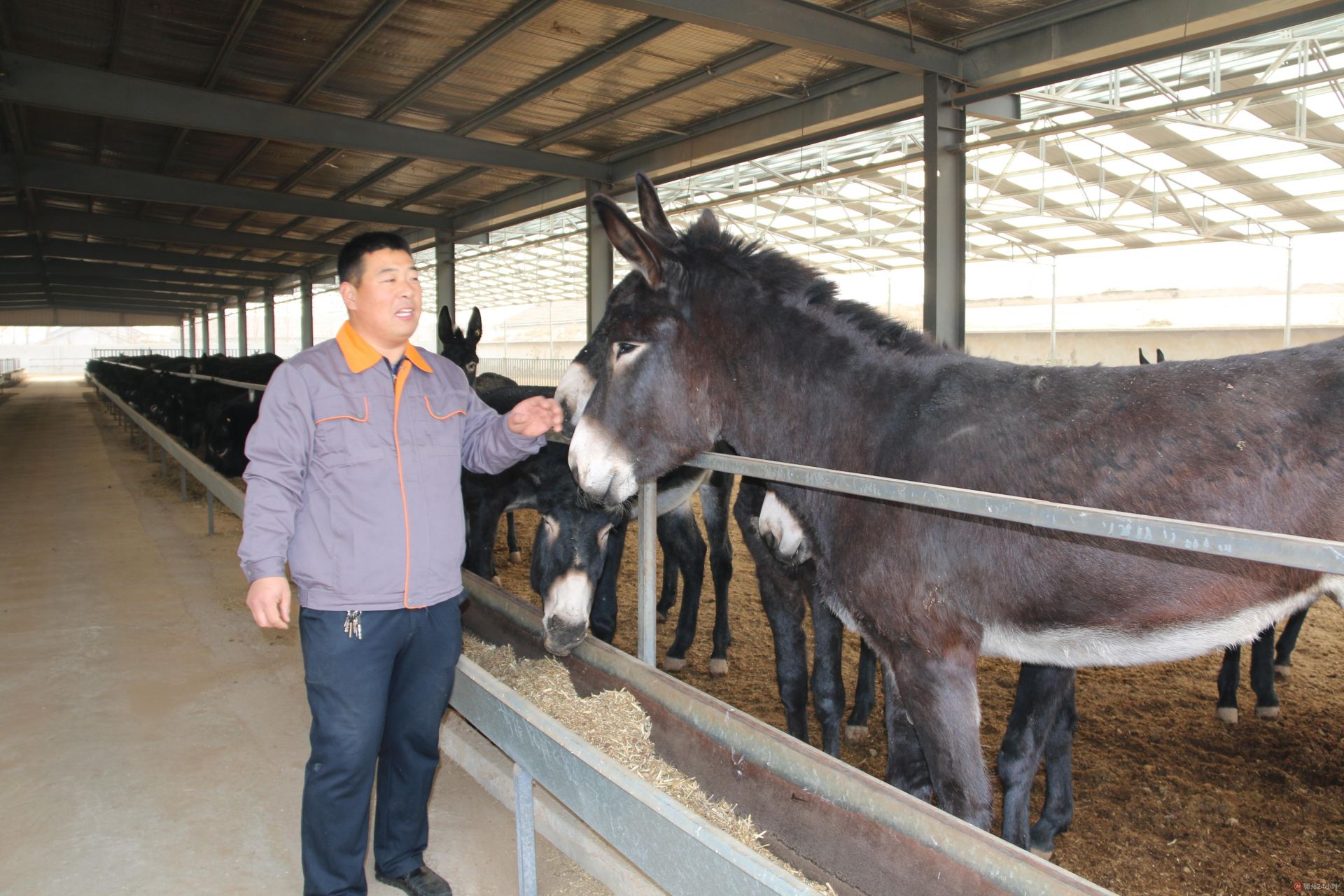 养殖规模,正在房寺镇建设一个占地80亩的分公司,可饲养800头德州黑驴