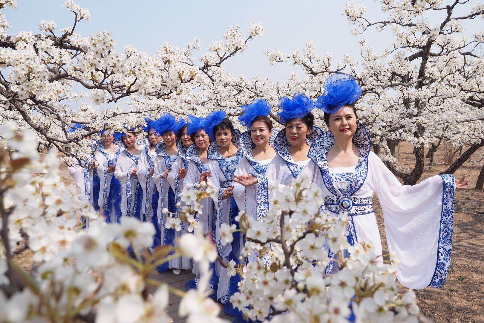 花重北京城 | 北京大兴梨花节开幕 市民可认养百年梨树