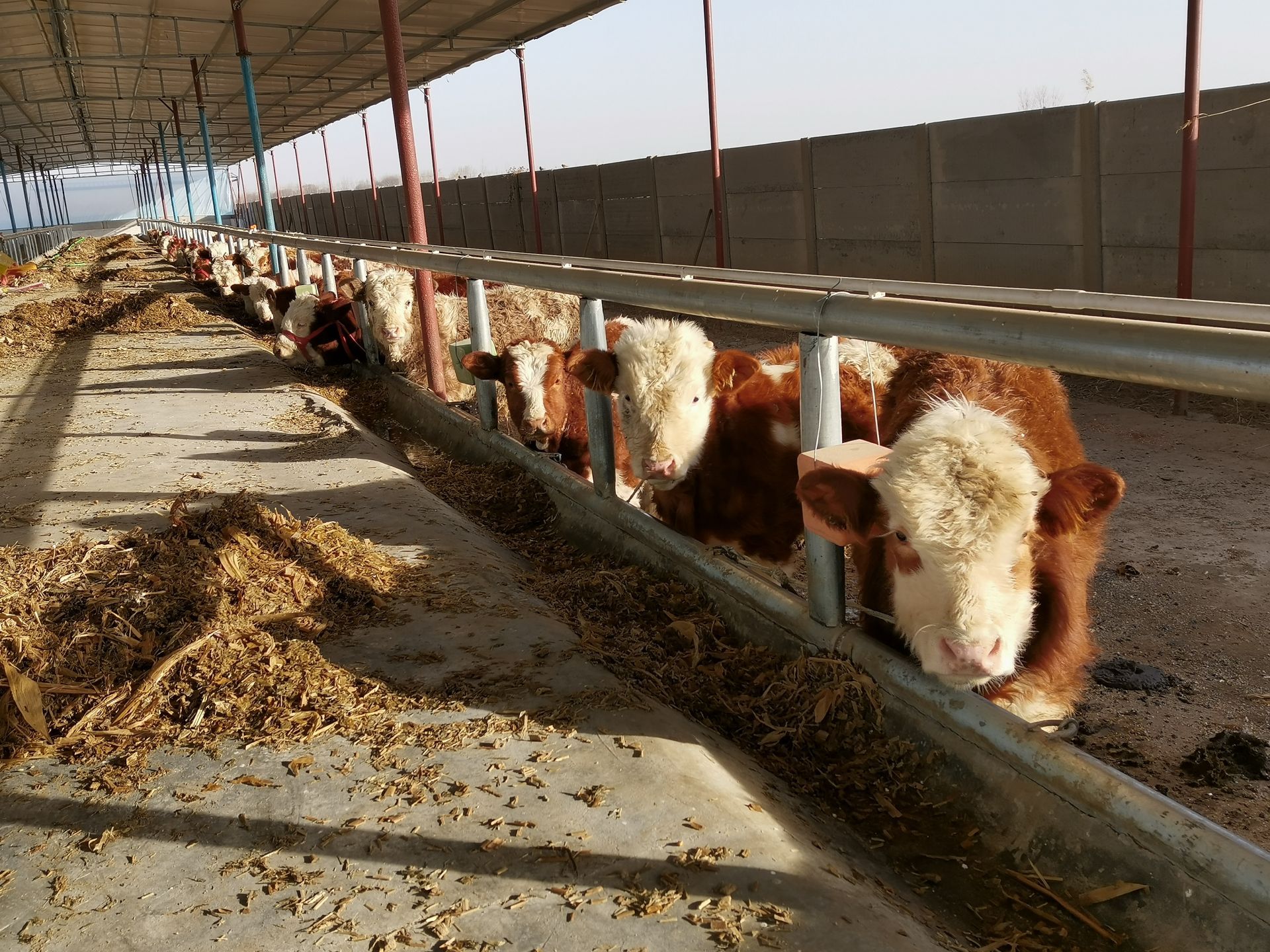 犊牛饲喂解决方案 - 牧场案例 - 北京国科诚泰农牧设备有限公司