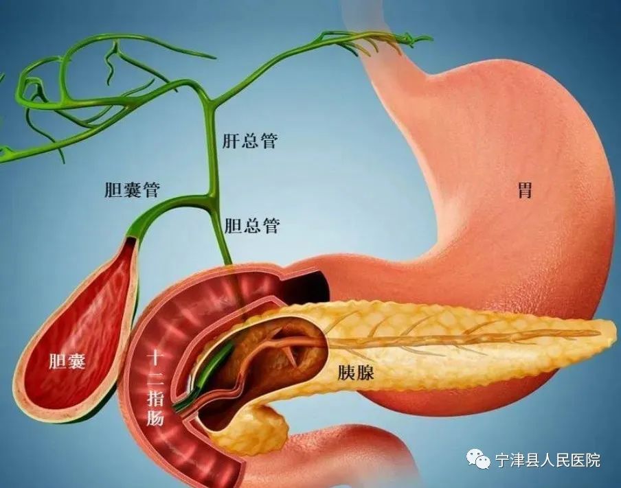 高难度普外科完成完全腹腔镜下胰十二指肠切除术