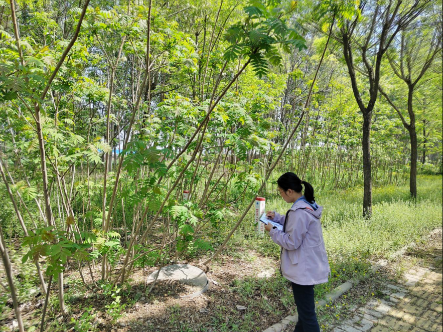 德州园林：完成城市公园绿地外来入侵物种普查工作