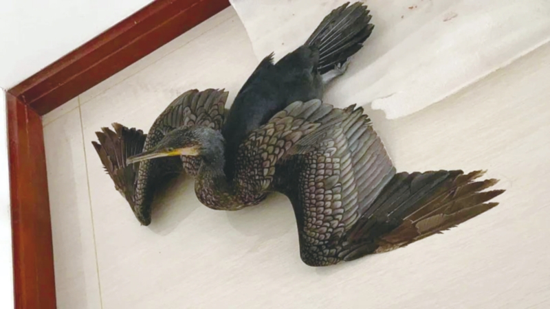 迁徙途中掉队 折翼鸬鹚"落难"德州被救助