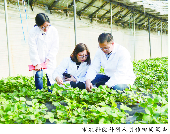 科技谱成丰收曲辛勤绘就幸福篇市农业科学研究院勇当科技兴农主力军