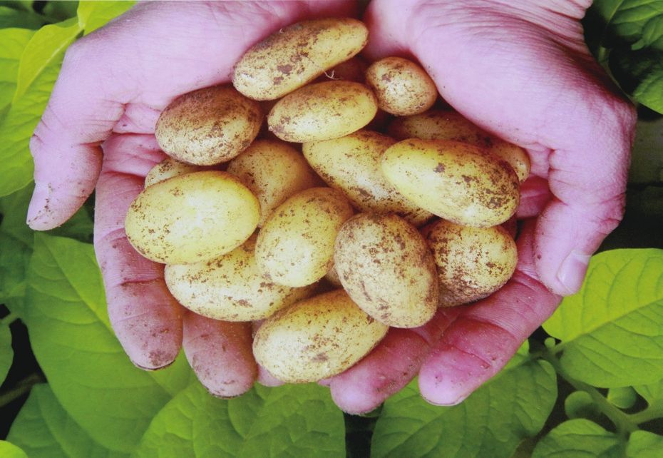 县建成国内最大的马铃薯脱毒种薯繁育基地希森马铃薯内蒙古组培中心投