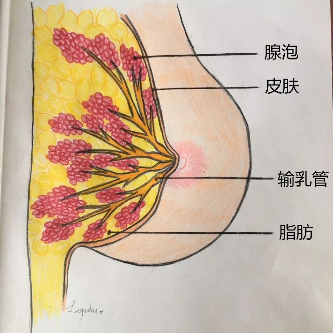 乳腺管分布图片