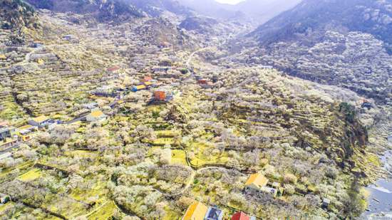 山东青岛崂山樱桃花漫山遍野（摄影 王华）