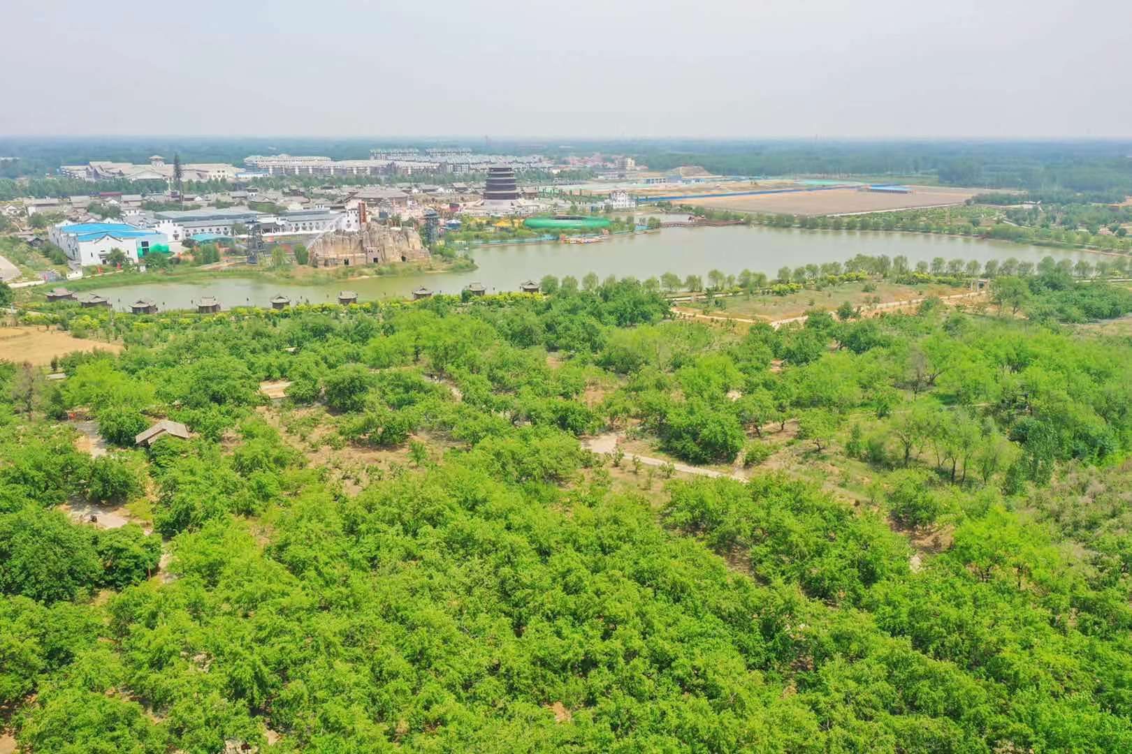 黄河故道森林公园图片