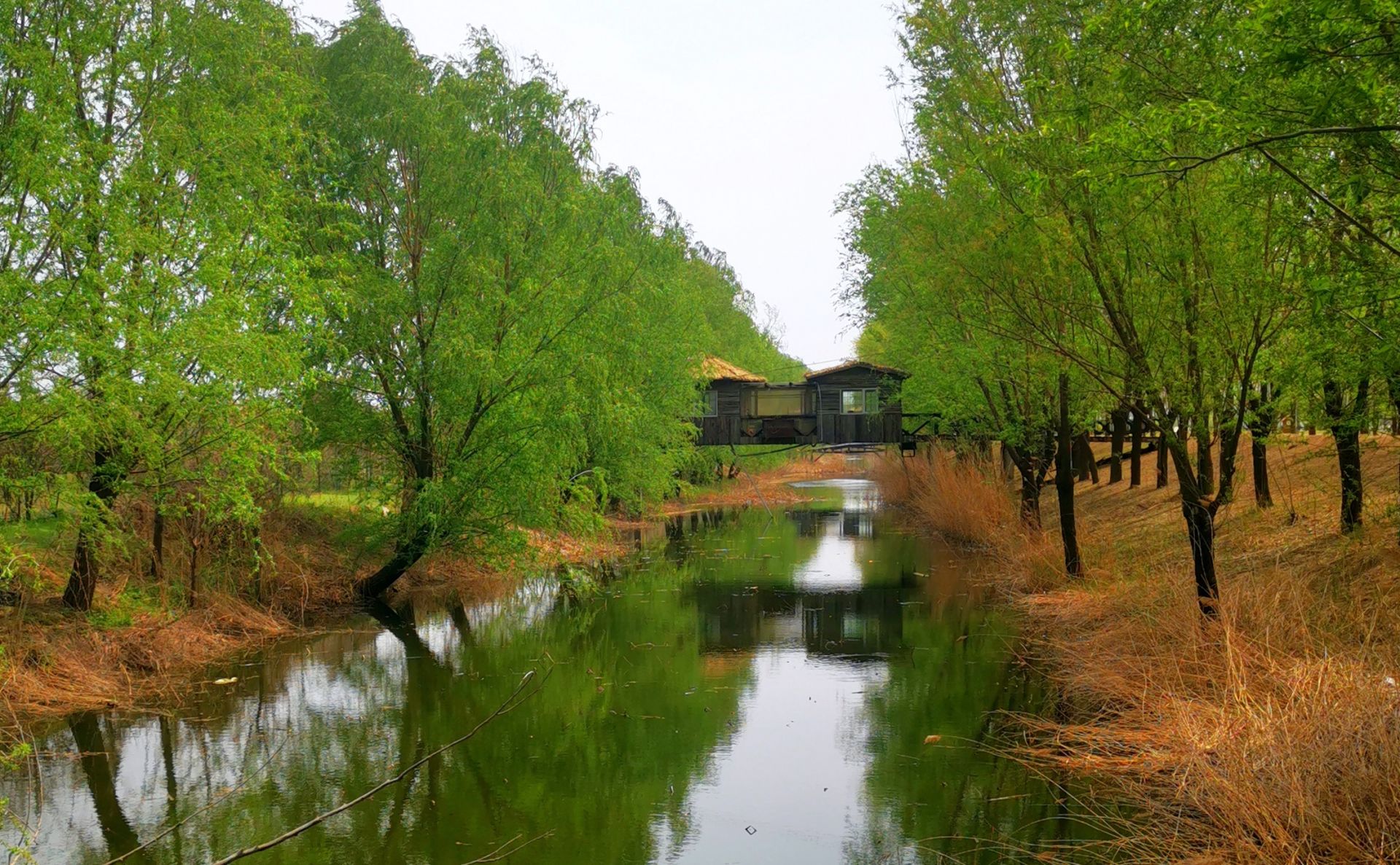 齐河黄河湿地公园图片