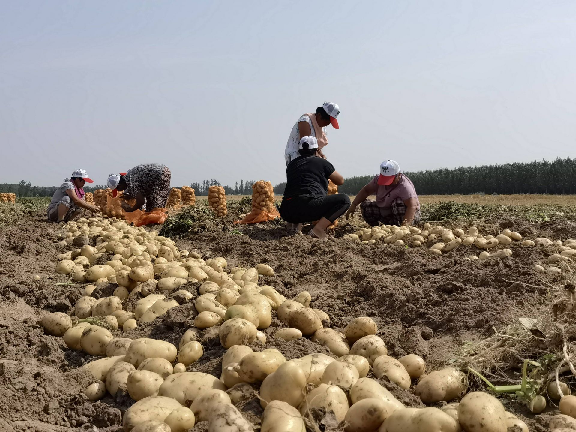 亩产439吨乐陵马铃薯大田示范种植产量创新高