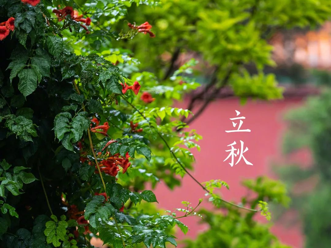 德报说节气 | 今日立秋：风吹一片叶，万物已惊秋_德州24小时