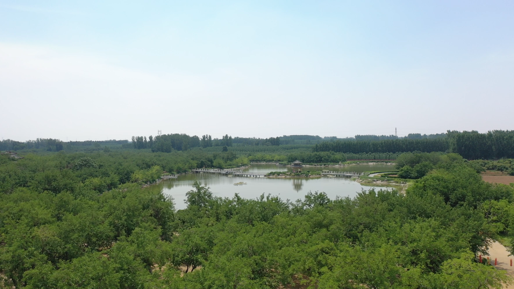 8萬畝黃河故道,遺存古桑林400餘公頃.