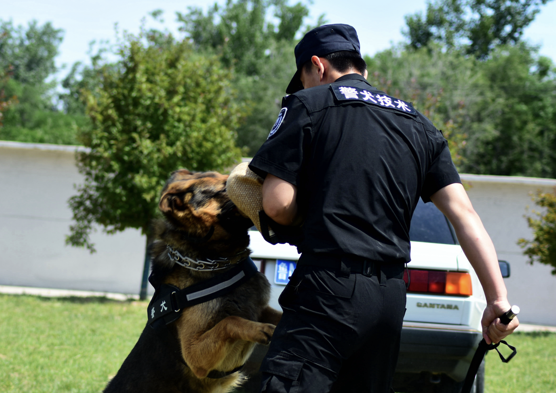 警犬展示真功夫德州公安举办警犬训练基地开放日活动